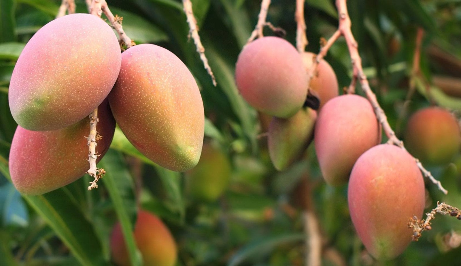 BN 7 Mango
